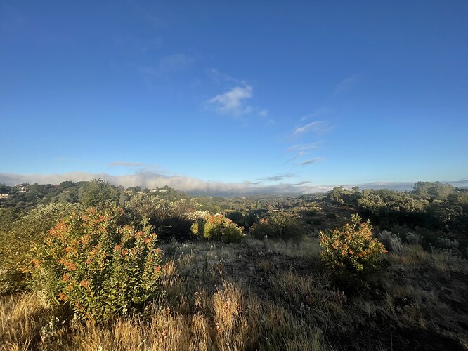morning pick after rain