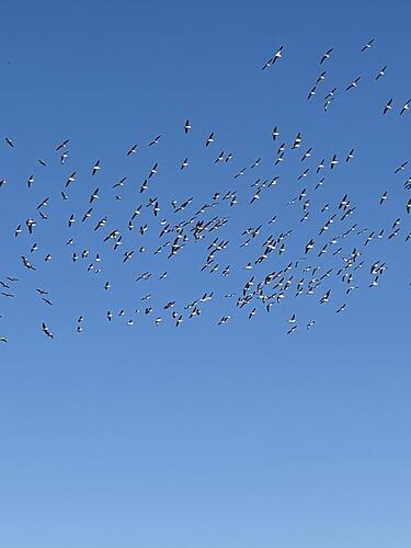 American White Pelican