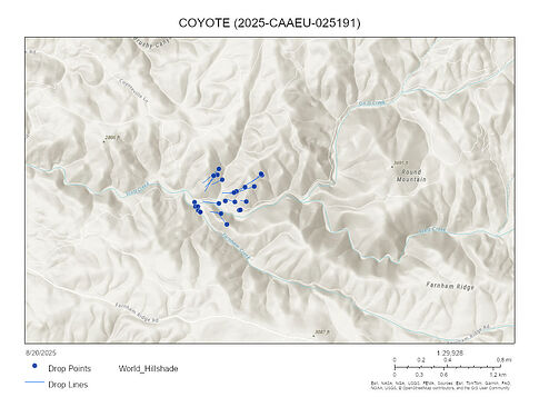 COYOTE (2025-CAAEU-025191)