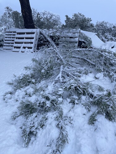 tree branch