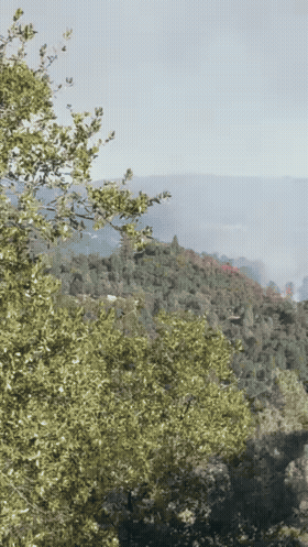 IMG_9935_under10MB.gif Dove