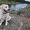 H2ODog